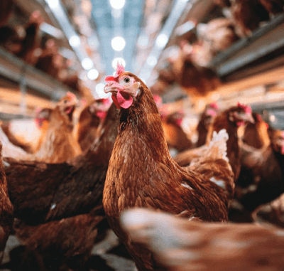 Crina® Poultry Plus, uma ferramenta para a saúde avícola com efeitos no desempenho produtivo e na saúde intestinal