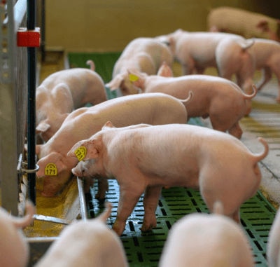 DDGS na suinocultura: oportunidades, riscos e soluções