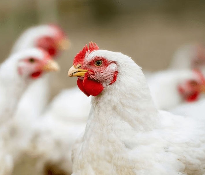 Jornada para a redução do uso de antibióticos – Estudo de caso