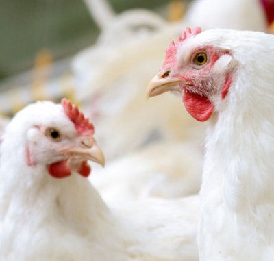 Nutrição animal na era dos dados