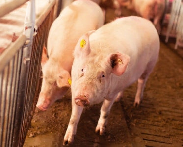 O Impacto das Micotoxinas na Etapa de Terminação de Suínos