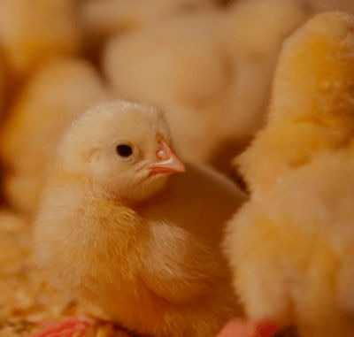 O nivalenol é uma ameaça emergente na avicultura