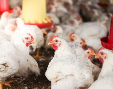 O Papel dos Glicanos de Precisão na Modulação da Microbiota: uma Revisão