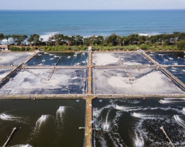 Proteção de espécies aquáticas: estratégias para o manejo de patógenos