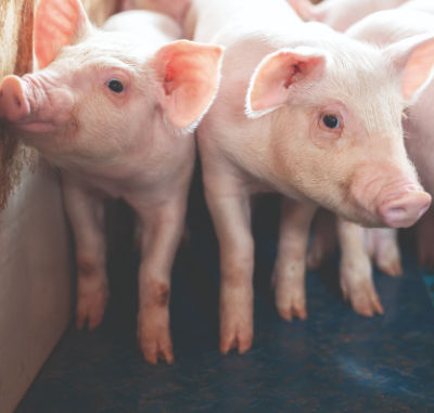 Protegendo a barreira intestinal de leitões pós-desmame