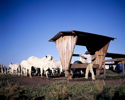 3 Fatores importantes para avaliar antes de montar um confinamento de gado de corte