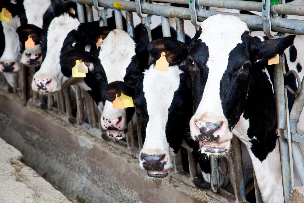 5 coisas que você deve avaliar antes de começar uma criação de gado leiteiro