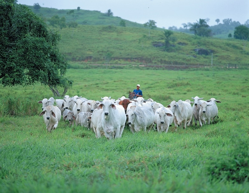 Acelerar a fase de terminação a pasto contribui para o aumento da produtividade