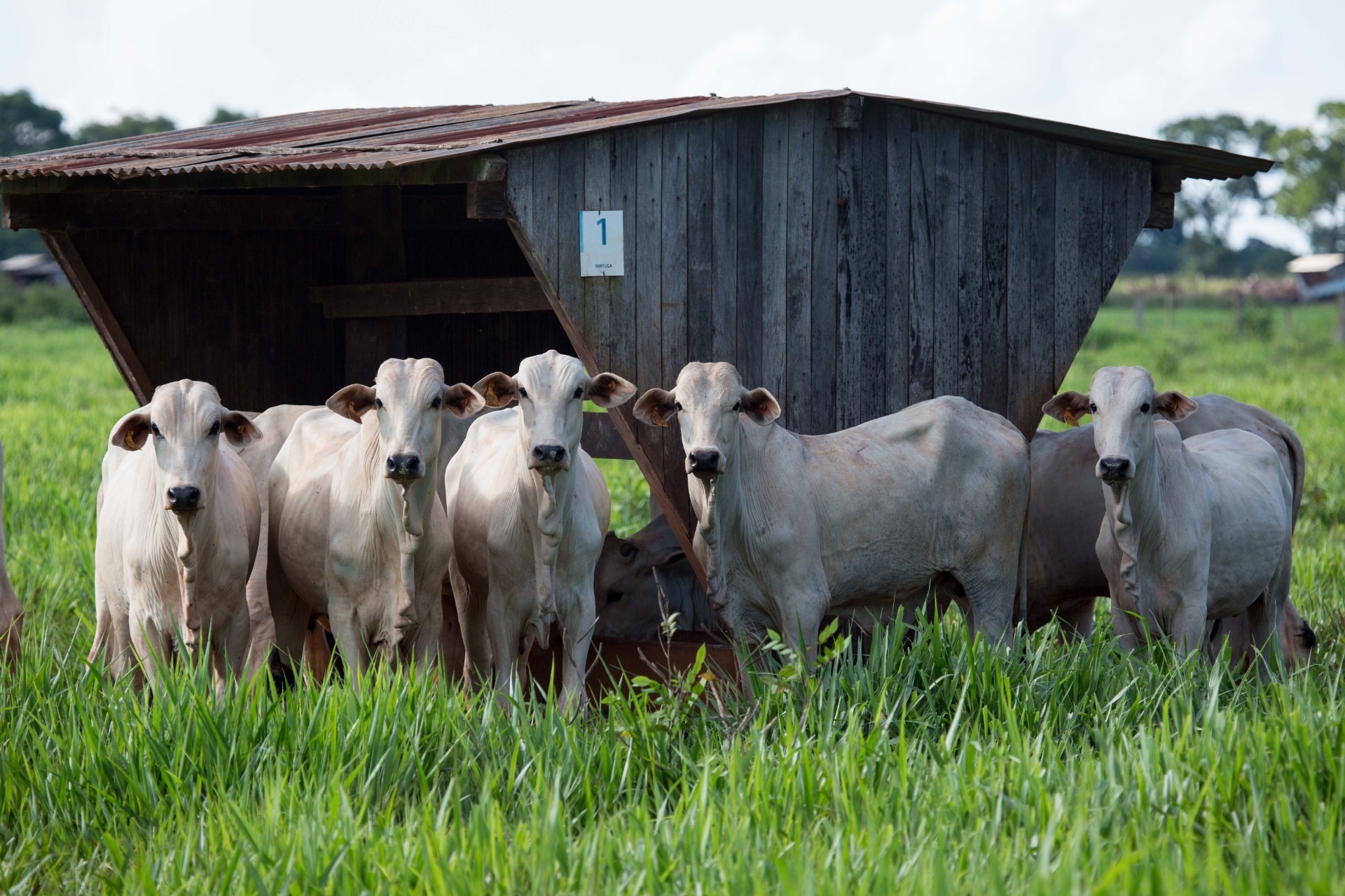 Brasil aumenta sua participação global nas exportações mundiais de carne bovina