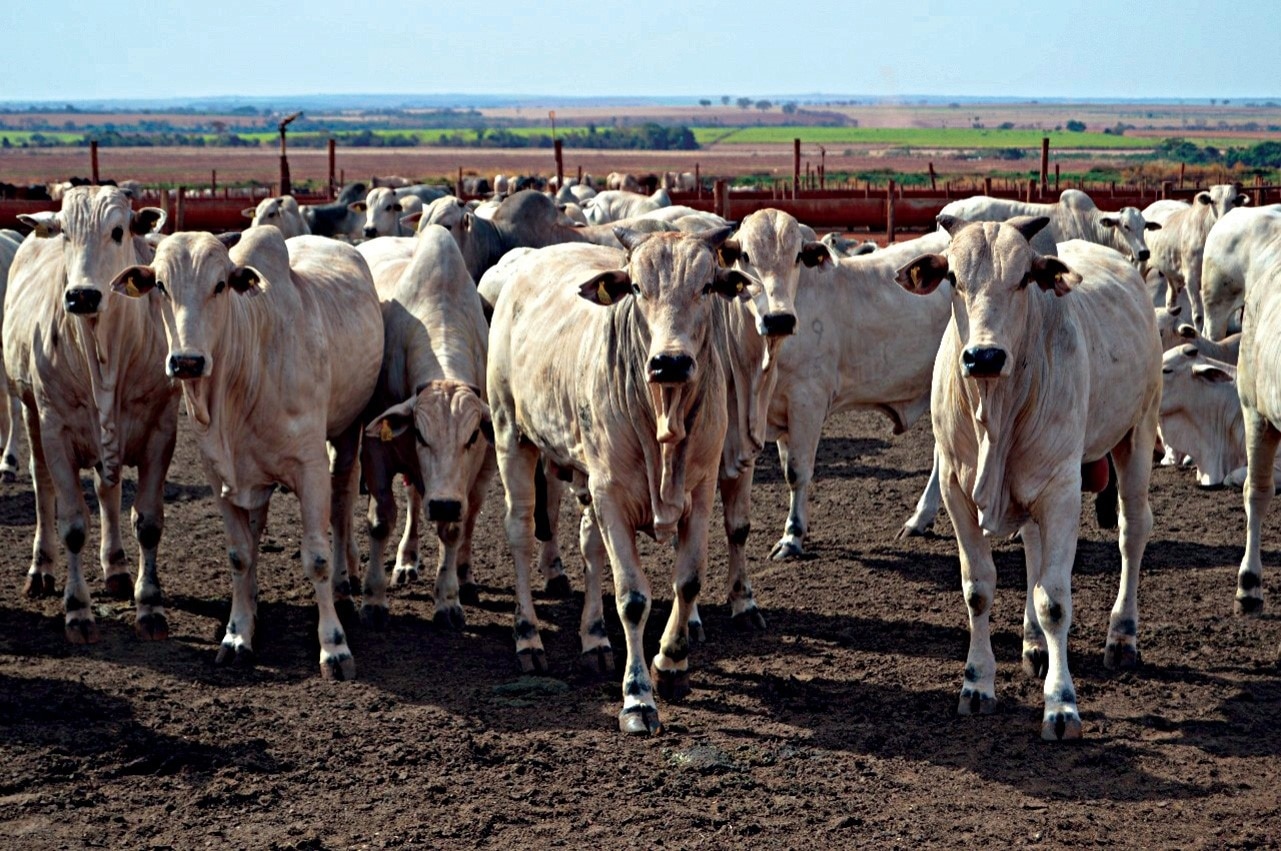 Como um dos maiores confinamentos da América Latina venceu o desafio da sucessão