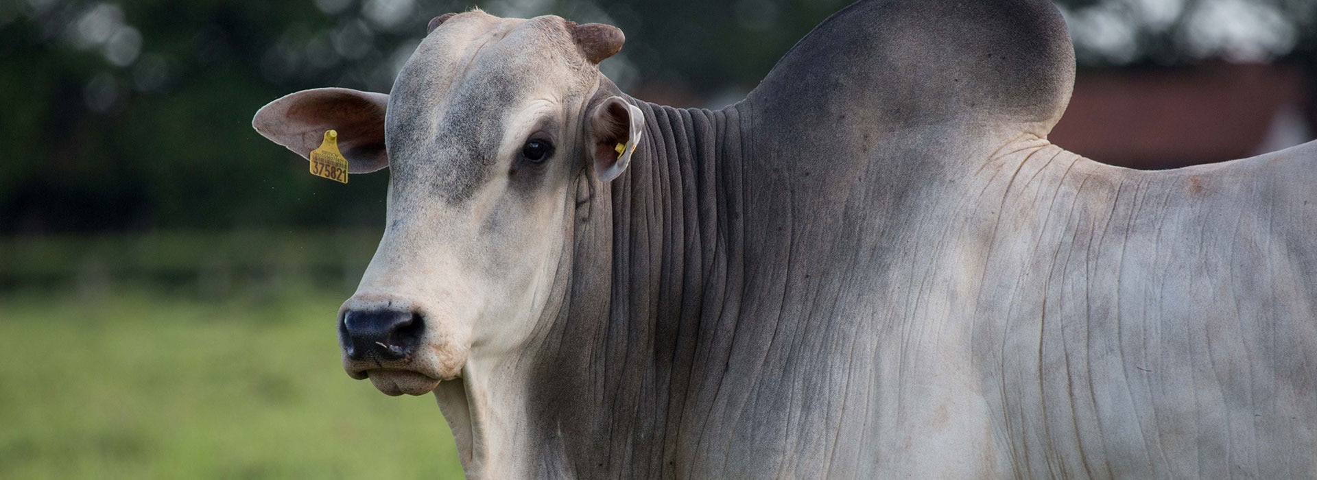 Nutrição adequada é a receita da Fazenda Cachoeira para uma pecuária de corte moderna e eficiente