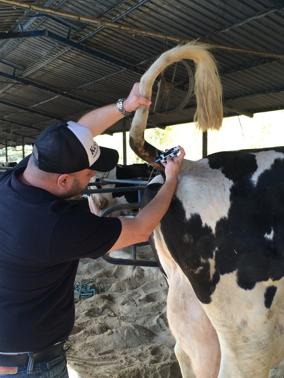 Período de transição Saiba como identificar e previnir as 3 doenças que mais impactam a saúde da vaca