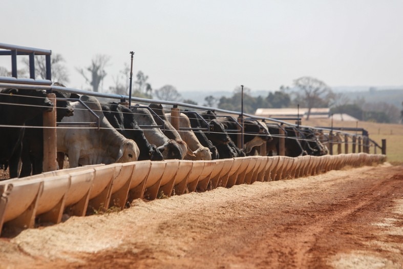 Quanto custa manter um bovino no sistema de confinamento