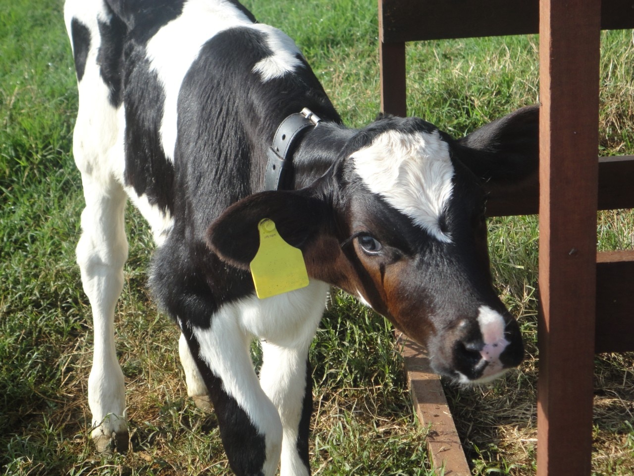 Resultados de pesquisa comprovam os benefícios do Crina® Ruminants no desempenho e saúde das bezerras 