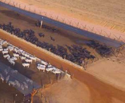 Aditivo para controle de micotoxinas e endotoxinas melhora o desempenho e a saúde hepática de bovinos confinados