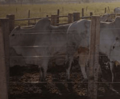 CRINA® Ruminants associado e Hy-D® melhoram o desempenho produtivo de bovinos confinados.