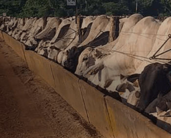 CRINA® Ruminants associado a Hy-D® melhora o desempenho de bovinos Nelore confinados comparado ao uso de antibióticos