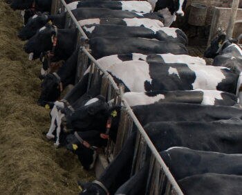 Micotoxinas em ração bovina e ingredientes para rações no Brasil: um estudo de cinco anos