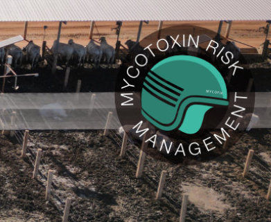 Mycofix® aumenta produção de carcaça e melhora a integridade hepática de bovinos confinados