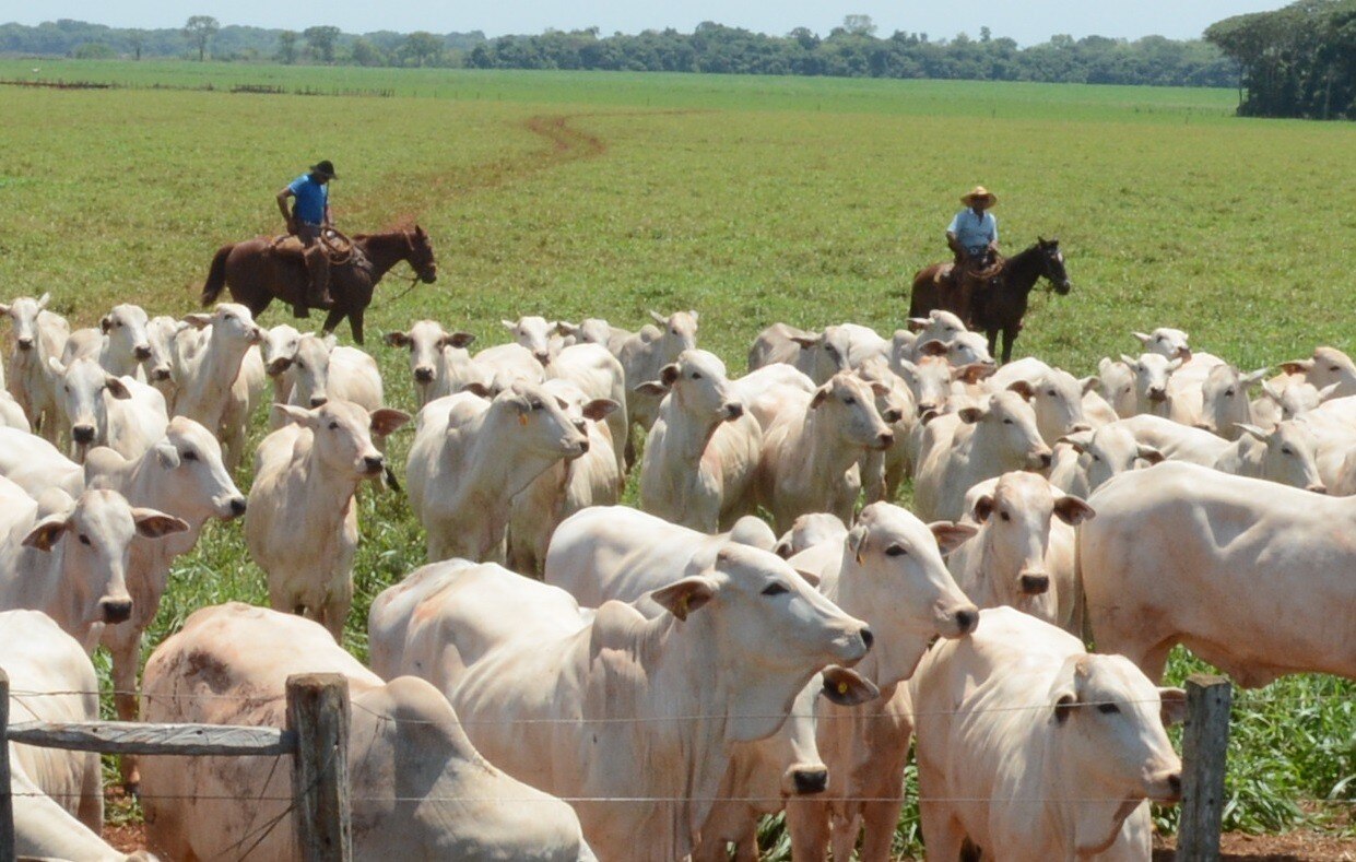 Quer ter bons resultados na produção de bovinos? Cuide bem dos seus cavalos!