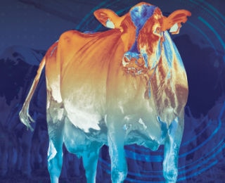 Victus® Thermo auxilia na mitigação do estresse térmico em vacas leiteiras