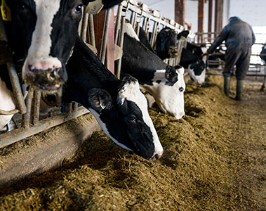 Animal Feed, Nutrition & Performance Solutions