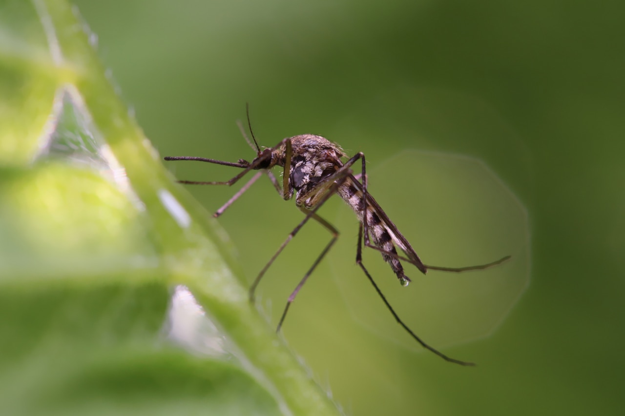 Mosquito story - 5