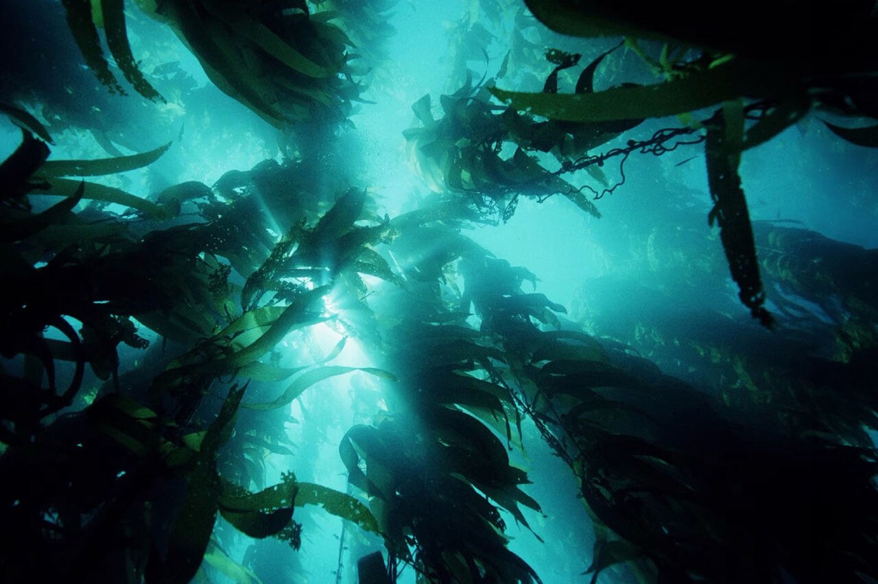 Bild auf Pflanzenbasis