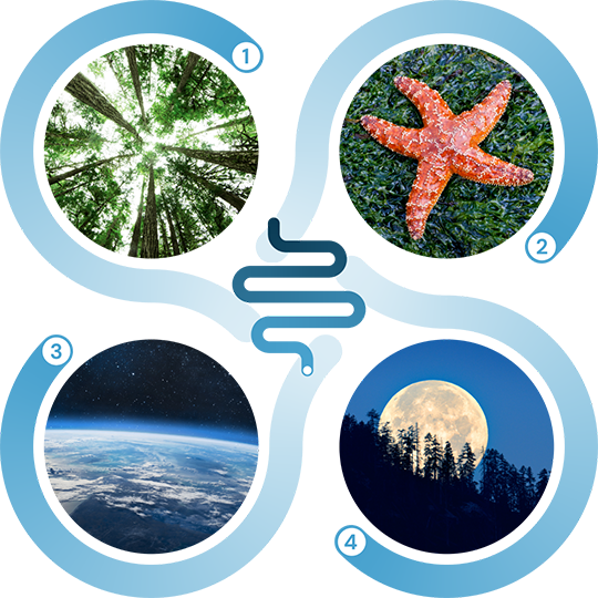 Bild eines Darm-Ökosystem-Modells