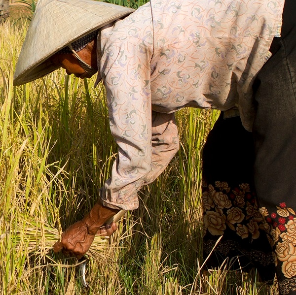A manual worker is harvesting the seasonal rice paddy (Cambodia).RICE LIGHTBOX BELOW