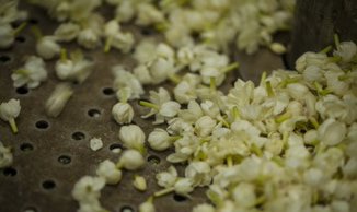 jasmine
