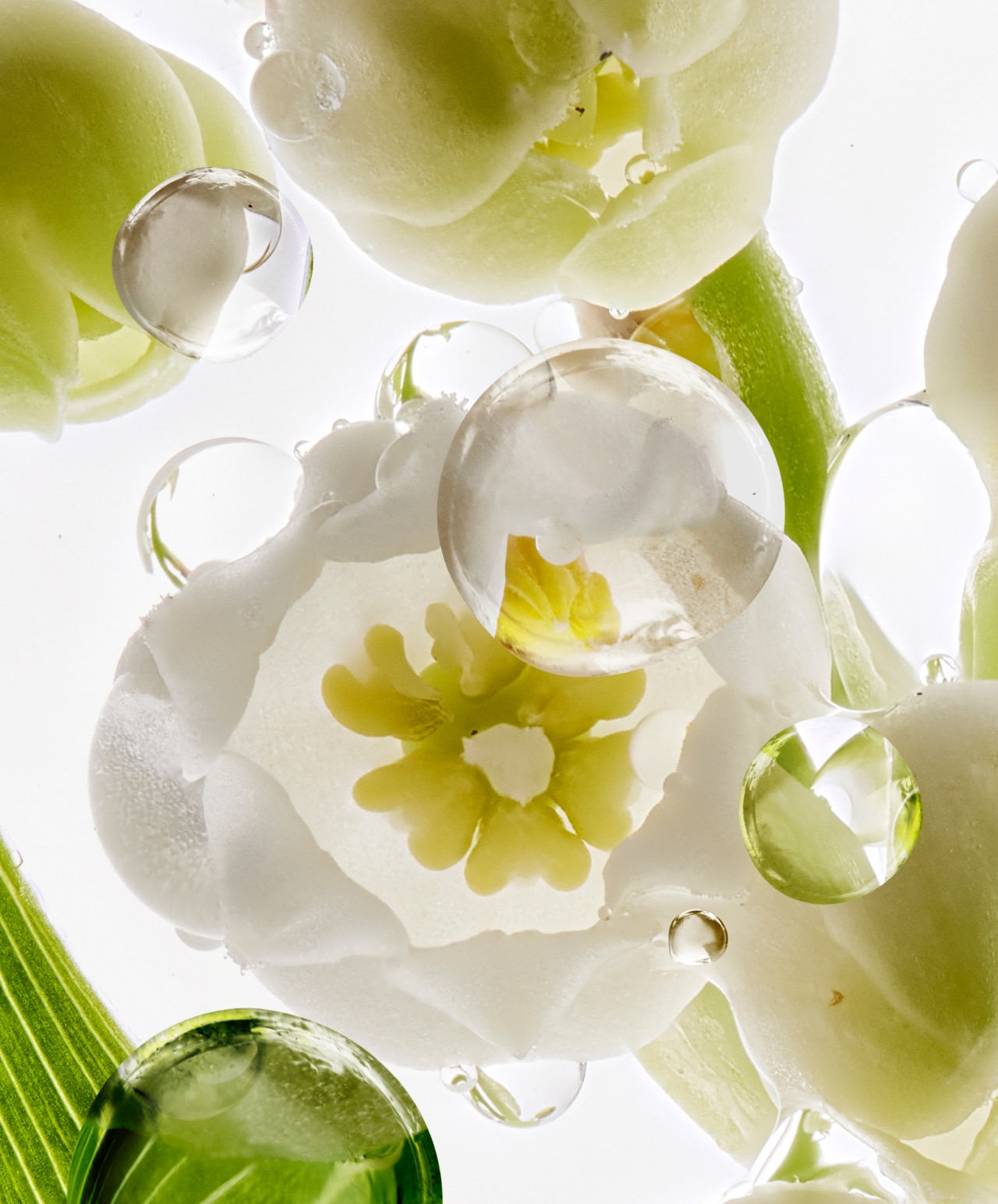 Lilyflore Bild