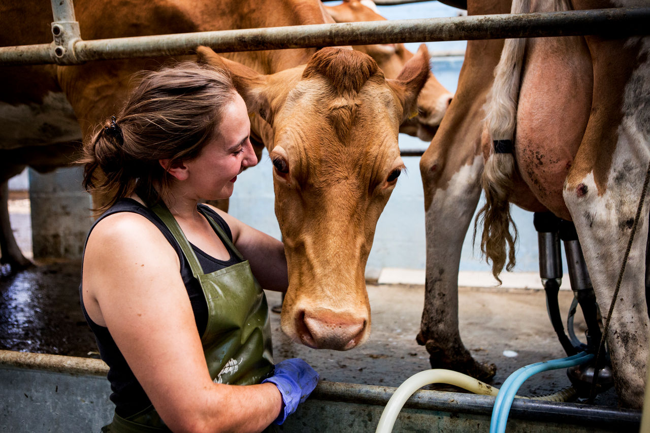 Young woman wearing apron standing in a milking shed with Guernsey cows.