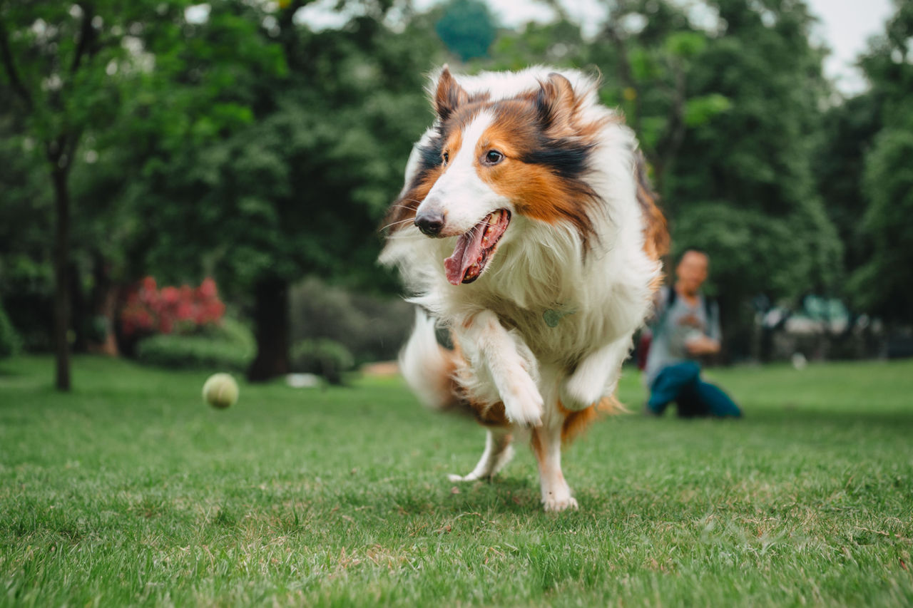 Shepherd dog playing with tennis ball on grass