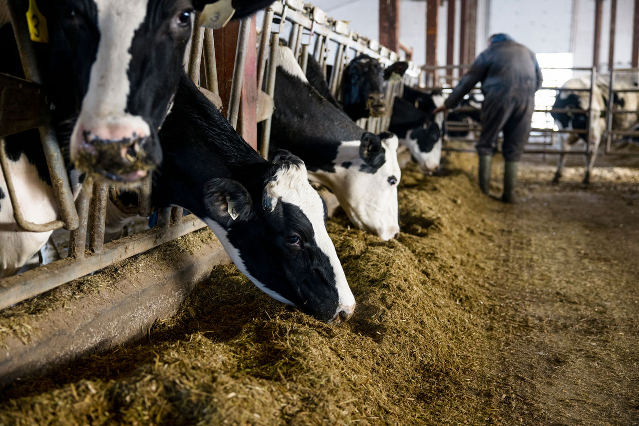 Cows eating hay in cowshed