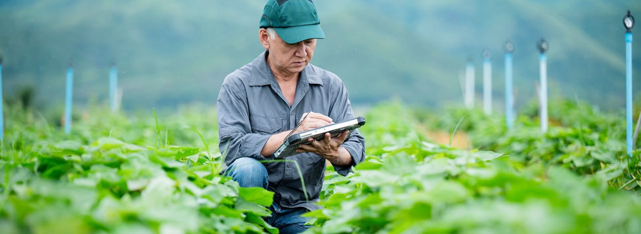 The Future of Food Safety with Crop Health Management Technology. A senior Japanese sweet potato farm owner kneeling working in a sweet potato field to monitor plant growth quality via a tablet computer in a sweet potato field.