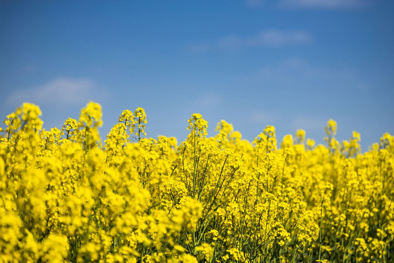 Canola field with blue sky