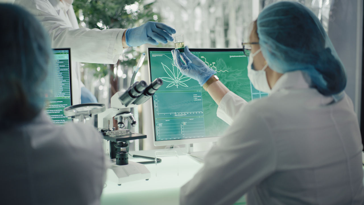 Close up of hands of scientists dropping marijuana oil for experimentation and research. CBD oil study
