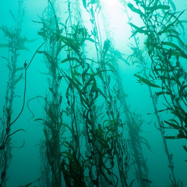 The kelp forests are magical places.