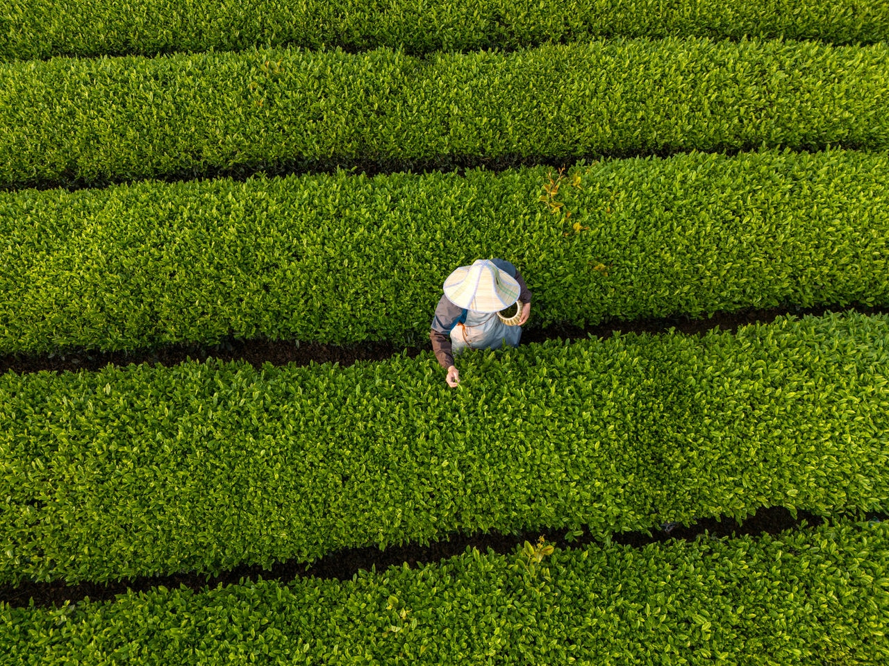 In a tea garden in spring, an Asian male farmer picks tea leaves. Vibrant organic farms, tea harvests, new agricultural technologies leading to higher crop yields, and a low-carbon economy contribute to the Sustainable Development Goals.