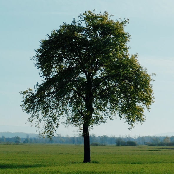 sustainability image 