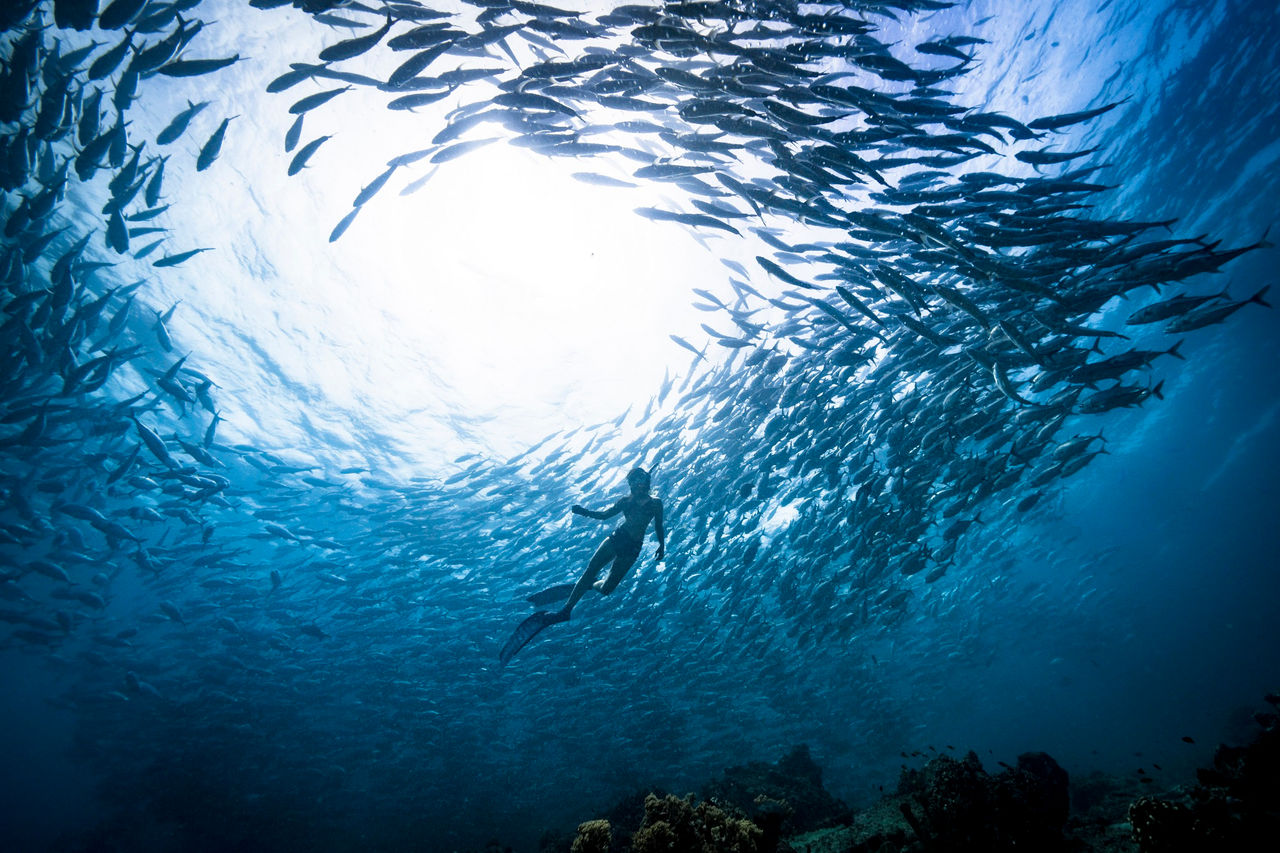 A solo Female Freediver diving underwater in the ocean with a group of jackfish