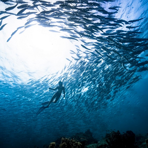 A solo Female Freediver diving underwater in the ocean with a group of jackfish