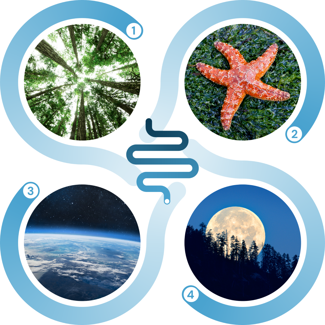 Gut ecosystem mockup image