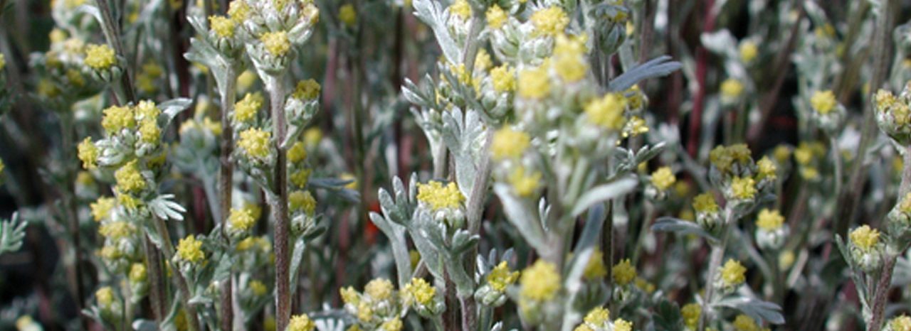 banner-product-alpaflor-artemisia.jpg