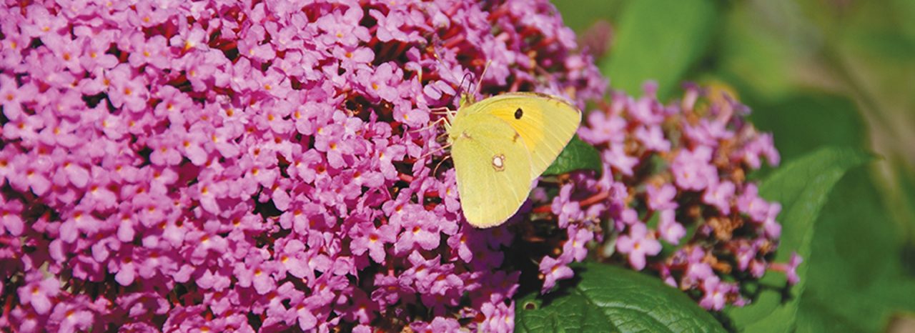 banner-product-alpaflor-buddleja.jpg