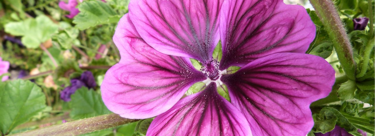 banner-product-alpaflor-malva.jpg
