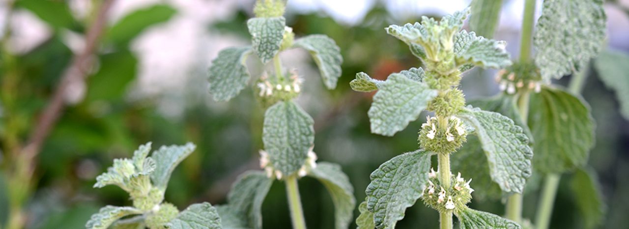 banner-product-alpaflor-marrubium.jpg