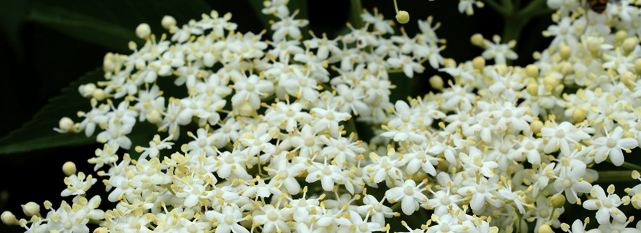 banner-product-alpaflor-sambucus.jpg