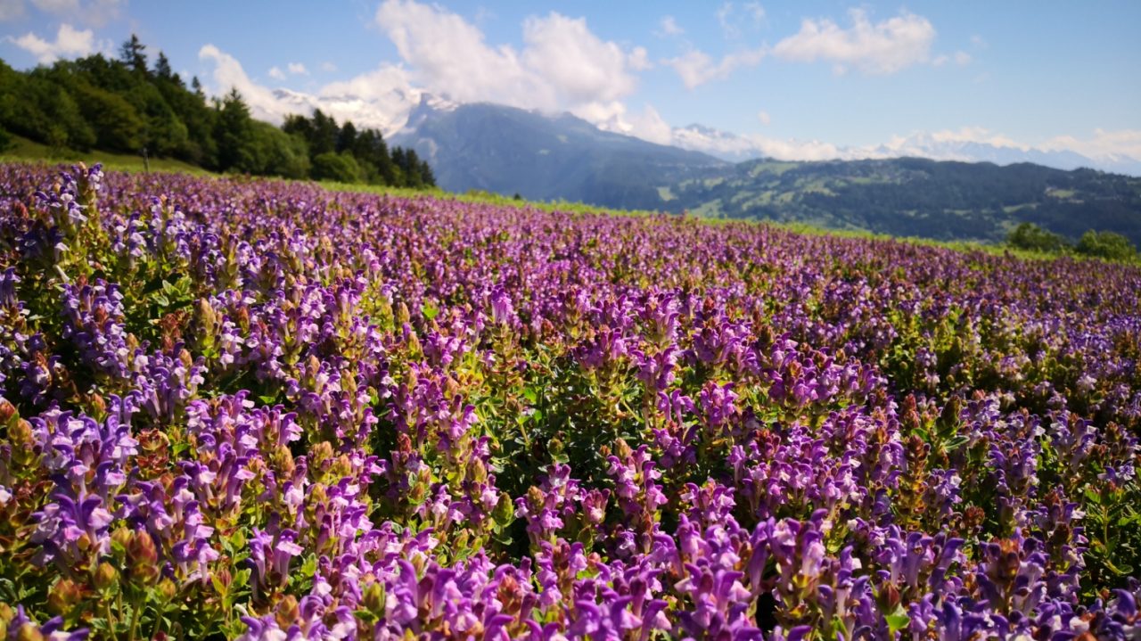 Organic sustainable cultivation of ALPAFLOR® Scutellaria